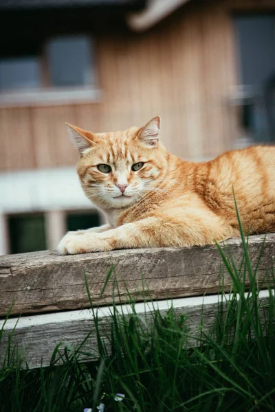 Bliska obraz czerwonego Tabby kota relaks w ogrodzie — Zdjęcie stockowe