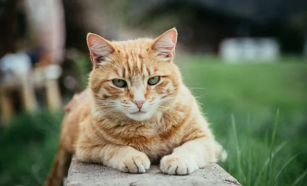 庭でくつろぐ赤いタビー猫のクローズアップ写真 — ストック写真