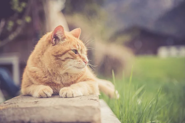 Foto ravvicinata del gatto tabby rosso che si rilassa in giardino — Foto Stock