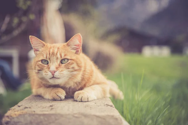 Закрыть снимок красной кошки Тэбби, отдыхающей в саду — стоковое фото