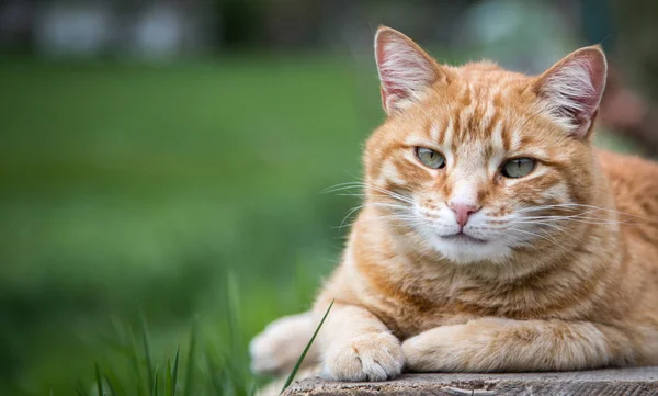 庭でくつろぐ赤いタビー猫のクローズアップ写真 — ストック写真