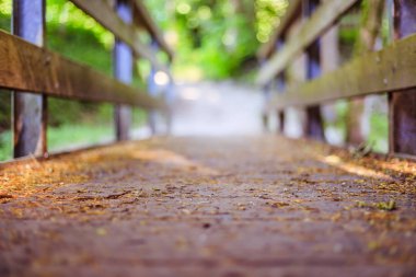 Maceralar yolculuk, kendini bulma: ormanda ahşap köprü,