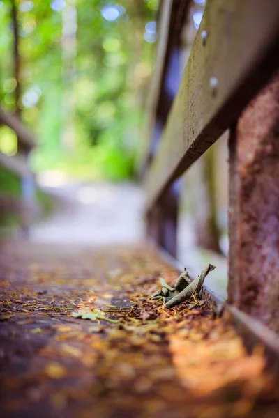 Viaje de aventuras, autodescubrimiento: Puente de madera en el bosque , — Foto de Stock