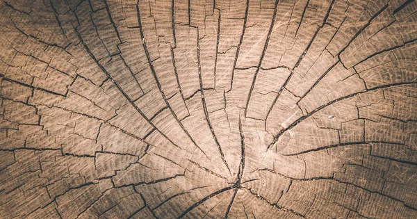 Wooden background image: tree stump, close up — Stock Photo, Image