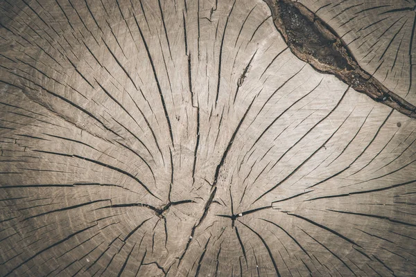 Wooden background image: tree stump, close up — Stock Photo, Image