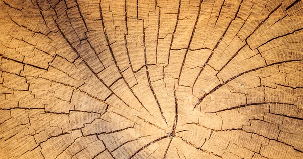 Imagen de fondo de madera: tronco de árbol, primer plano —  Fotos de Stock