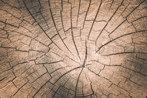 Wooden background image: tree stump, close up — Stock Photo, Image