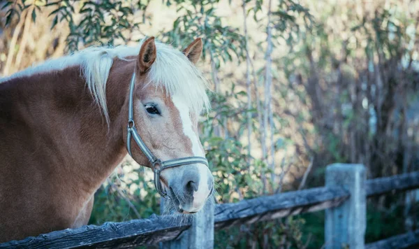 Chestnut horse looks over the fence — Stock Photo, Image