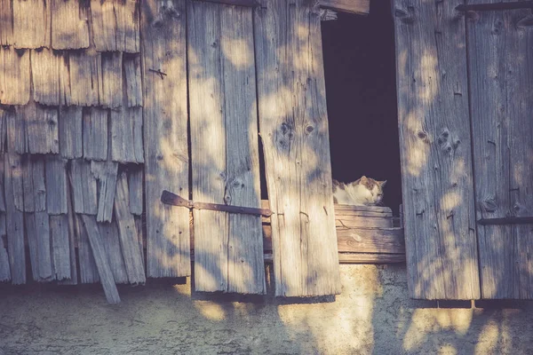 Chat dans un ancien bâtiment de ferme profite de la soirée — Photo