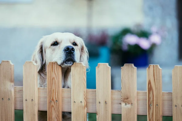 Meraklı köpek bahçe çit üzerinden bakar