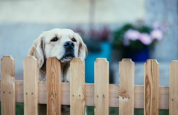 Curious dog looks over the garden fence
