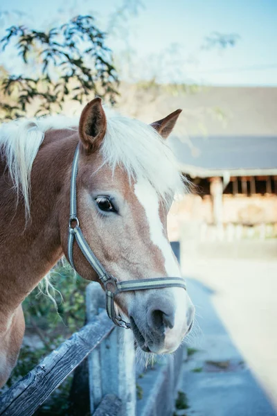 Το άλογο του καστανιάς κοιτάζει πάνω από το φράχτη — Φωτογραφία Αρχείου