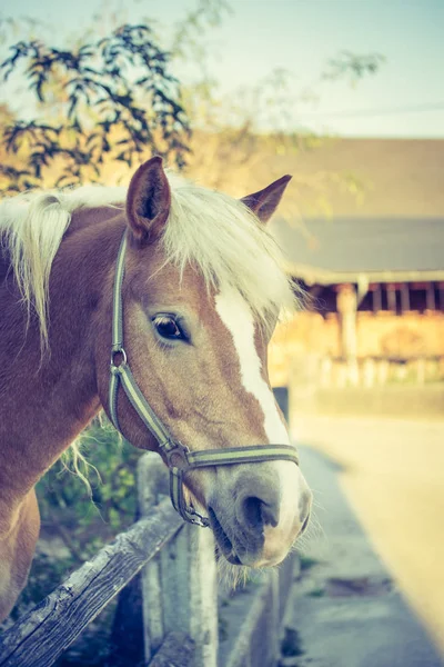 Chestnut horse looks over the fence — Stock Photo, Image