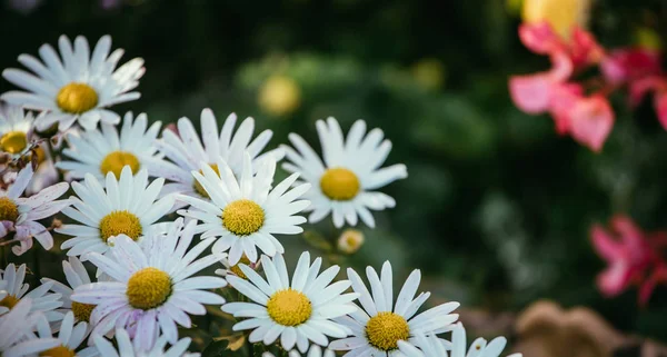 Marguerites blanches innocentes / fleurs de marguerite au printemps — Photo