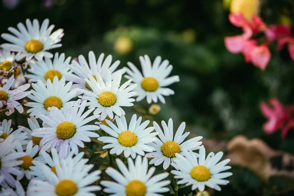 Margaritas blancas e inocentes / flores de marguerita en primavera — Foto de Stock