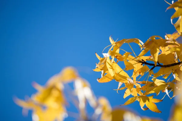 Барвисте листя восени, блакитне небо — стокове фото