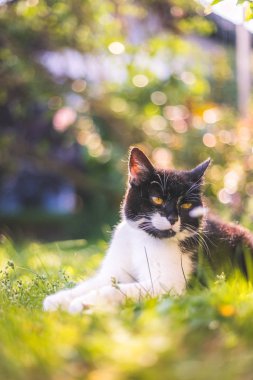 Sevimli kedi yaz tadını çıkarıyor. Siyah beyaz kedi yatıyor