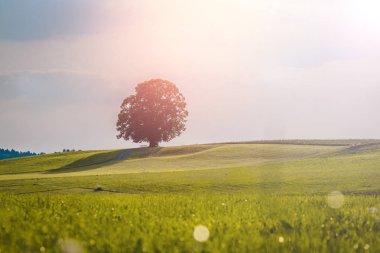 Yaz aylarında pastoral manzara manzara: ağaç ve yeşil çayır, mavi