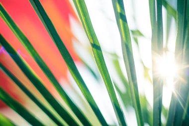 Tropikal hissi: palmiye yaprakları yakın, Güneş 