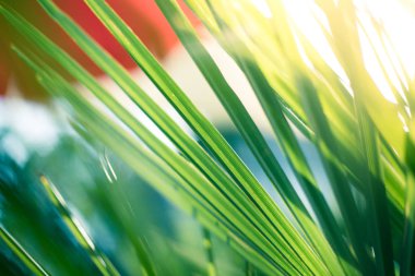 Tropikal hissi: palmiye yaprakları yakın, Güneş 