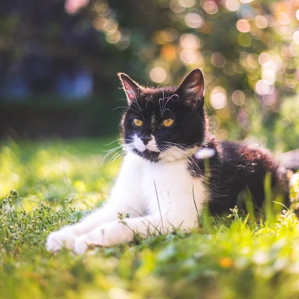 かわいい猫が夏を楽しんでいます。黒い白い猫が横たわっている — ストック写真