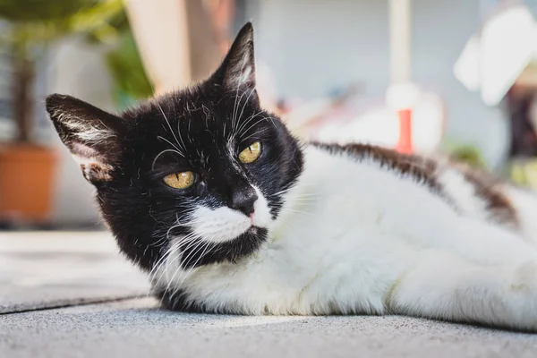 かわいい猫が夏を楽しんでいます。黒い白い猫が横たわっている — ストック写真