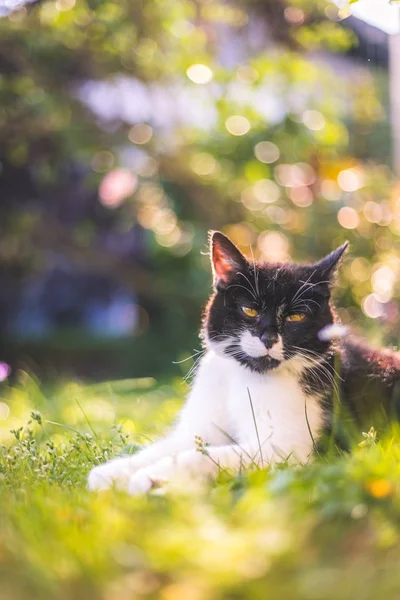 かわいい猫が夏を楽しんでいます。黒い白い猫が横たわっている — ストック写真