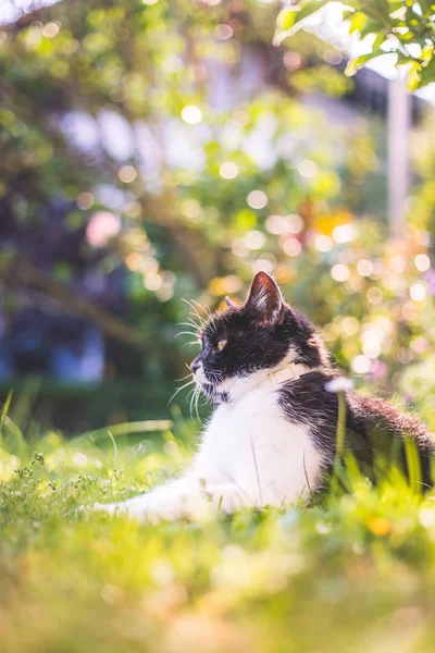 かわいい猫が夏を楽しんでいます。黒い白い猫が横たわっている — ストック写真
