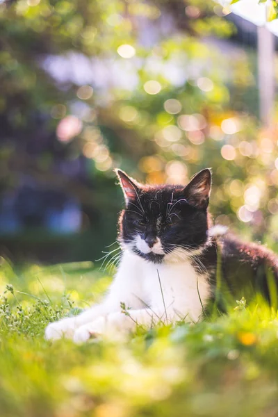 かわいい猫が夏を楽しんでいます。黒い白い猫が横たわっている — ストック写真