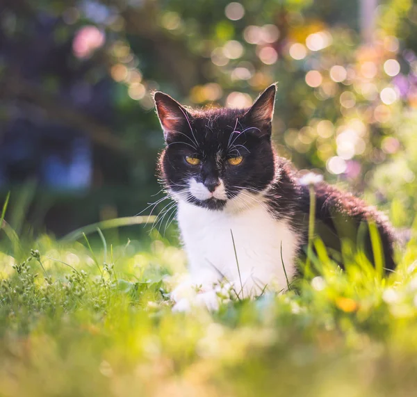 かわいい猫が夏を楽しんでいます。黒い白い猫が横たわっている — ストック写真