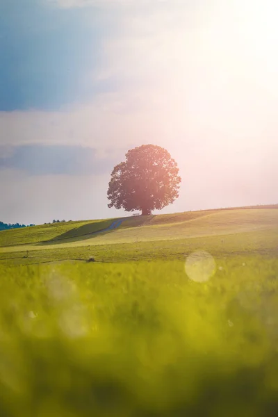 Idyllische Landschaft im Sommer: Baum und grüne Wiese, blau — Stockfoto
