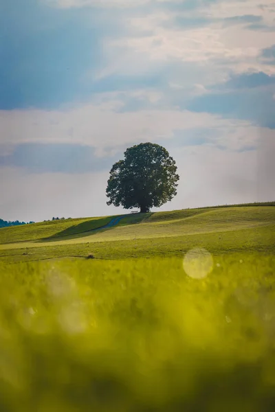 Idyllische Landschaft im Sommer: Baum und grüne Wiese, blau — Stockfoto