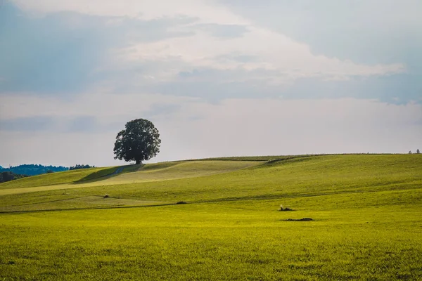 Idyllic landscape scenery in summer: Tree and green meadow, blue — Stock Photo, Image