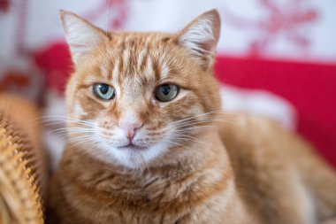Kırmızı tekir kedi kanepede yatıyor ve evde zevk