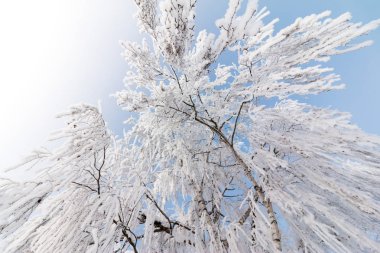 Güzel kış manzara: Ocak, Avusturya'da buzlu ağaçlar. Po