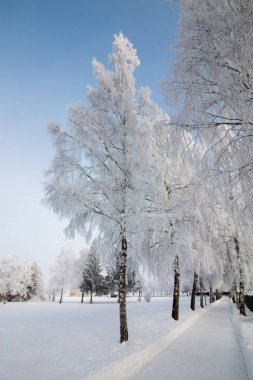 Güzel kış manzara: Ocak, Avusturya'da buzlu ağaçlar. Po