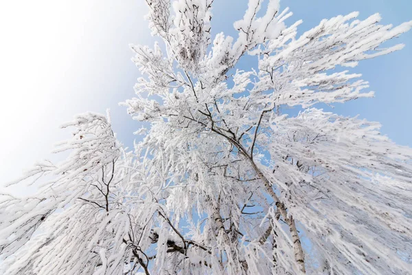 Nádherná zimní krajina: v lednu, v Rakousku, se nacházejí stromy Frosty. Po — Stock fotografie