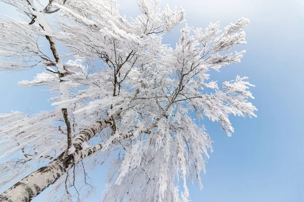 Beau paysage hivernal : Arbres gelés en janvier, Autriche. Po ! — Photo