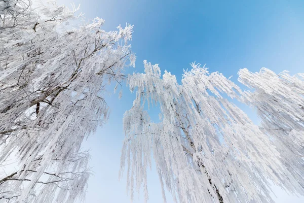 Peisaj frumos de iarnă: copaci înghețați în ianuarie, Austria. Po — Fotografie, imagine de stoc