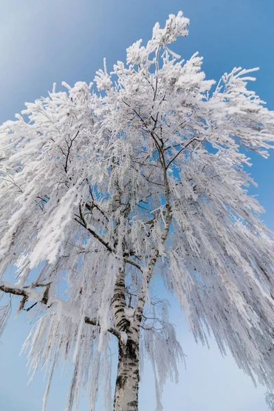 Hermoso paisaje invernal: Árboles helados en enero, Austria. Po. — Foto de Stock