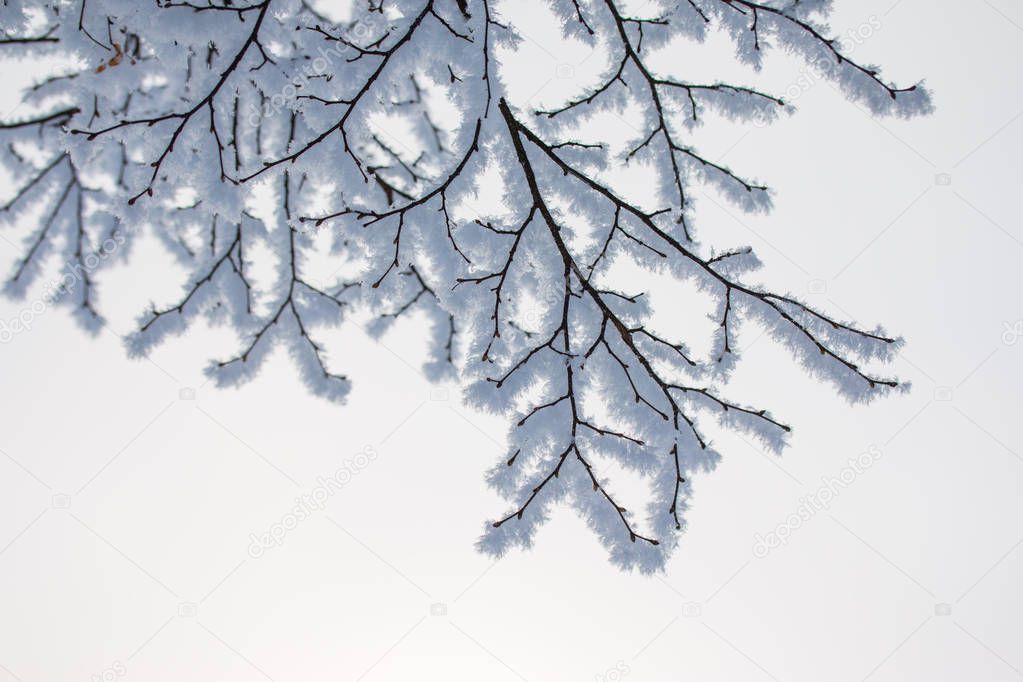 Beautiful winter landscape: Frosty trees in January, Austria. Po