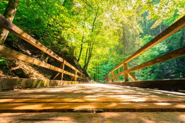 Pastoral orman manzarası: Ahşap köprü ve patika, yeşil yapraklar