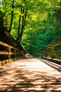 Pastoral orman manzarası: Ahşap köprü ve patika, yeşil yapraklar