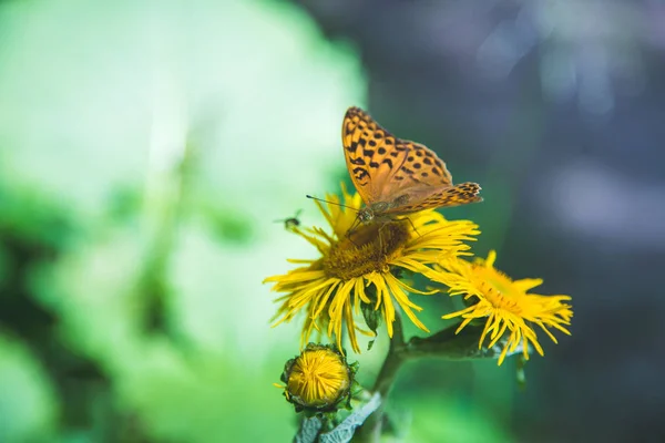 Vacker fjäril på en gul blomma. Vårtid. — Stockfoto