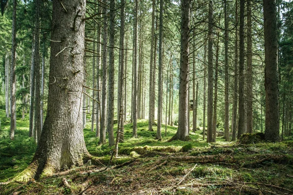 Impresionantes abetos en el bosque: Relajación, espiritualidad — Foto de Stock