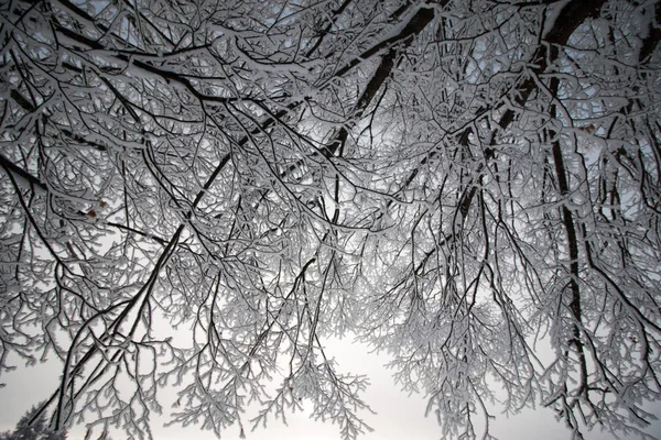 Beau paysage hivernal : Arbres gelés en janvier, Autriche. Po ! — Photo