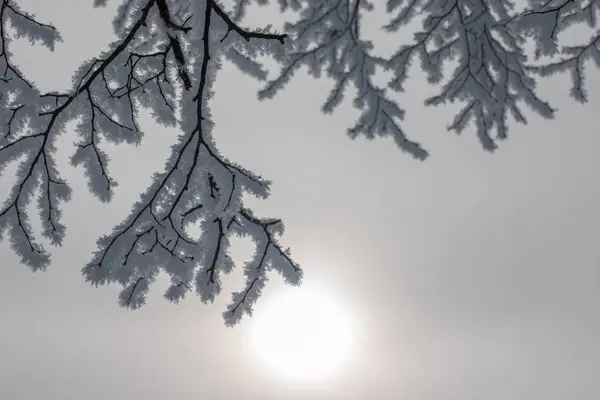 Nádherná zimní krajina: v lednu, v Rakousku, se nacházejí stromy Frosty. Po — Stock fotografie