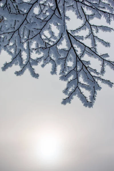 Nádherná zimní krajina: v lednu, v Rakousku, se nacházejí stromy Frosty. Po — Stock fotografie