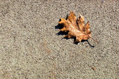 Arkaplanda kuru yaprak, kapat