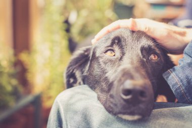 Sahibi olan sevimli siyah bir köpek.
